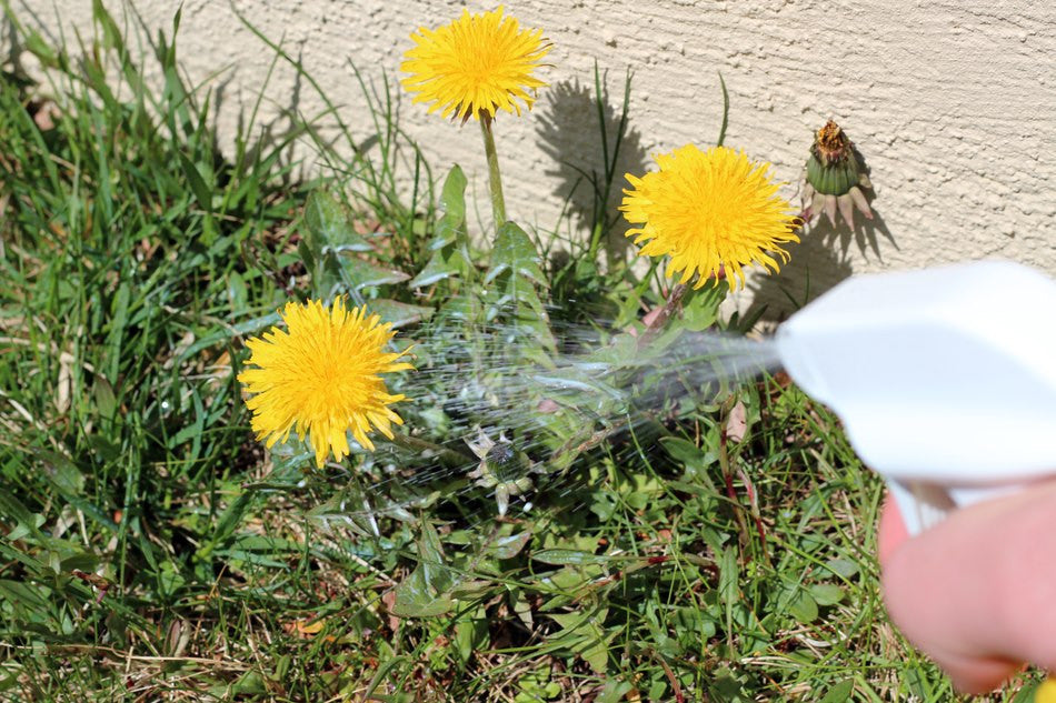 avenger organic herbicide AVENGER Organic Weed Killer - Biodegradable / Non-toxic - Concentrate