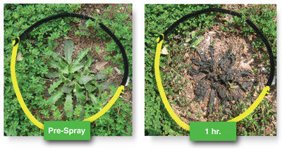 AVENGER Organic Weed Killer - Biodegradable / Non-toxic - Concentrate 128 fl oz / 1 Gallon - Eco Living Friendly (ELF Brands)