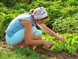 avenger organic herbicide AVENGER Organic Weed Killer - Biodegradable / Non-toxic - Concentrate